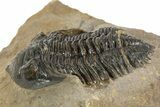 Pseudocryphaeus Trilobite - Morocco #323594-1